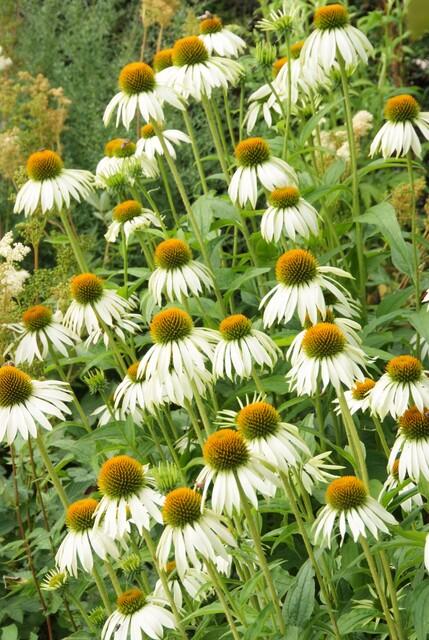 20x Echinacea p. 'White Swan' - Pflanzfix24