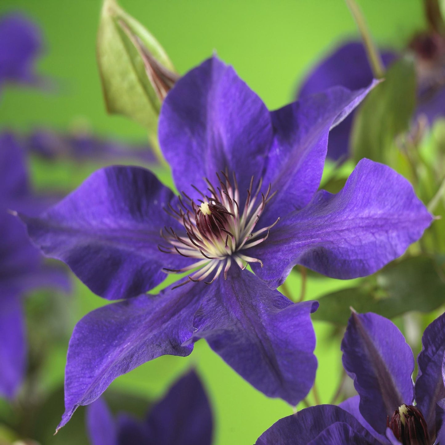 GreenboutiQ - Clematis The President - 2 Pflanzen - Pflanzfix24.de - Pflanzfix24.de