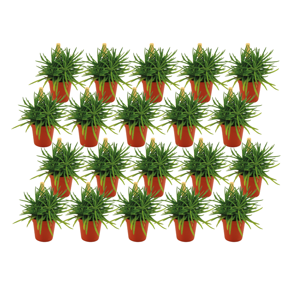 Senecio Himalaya - 20 Stück - Ø5,5cm - ↕10cm - Pflanzfix24