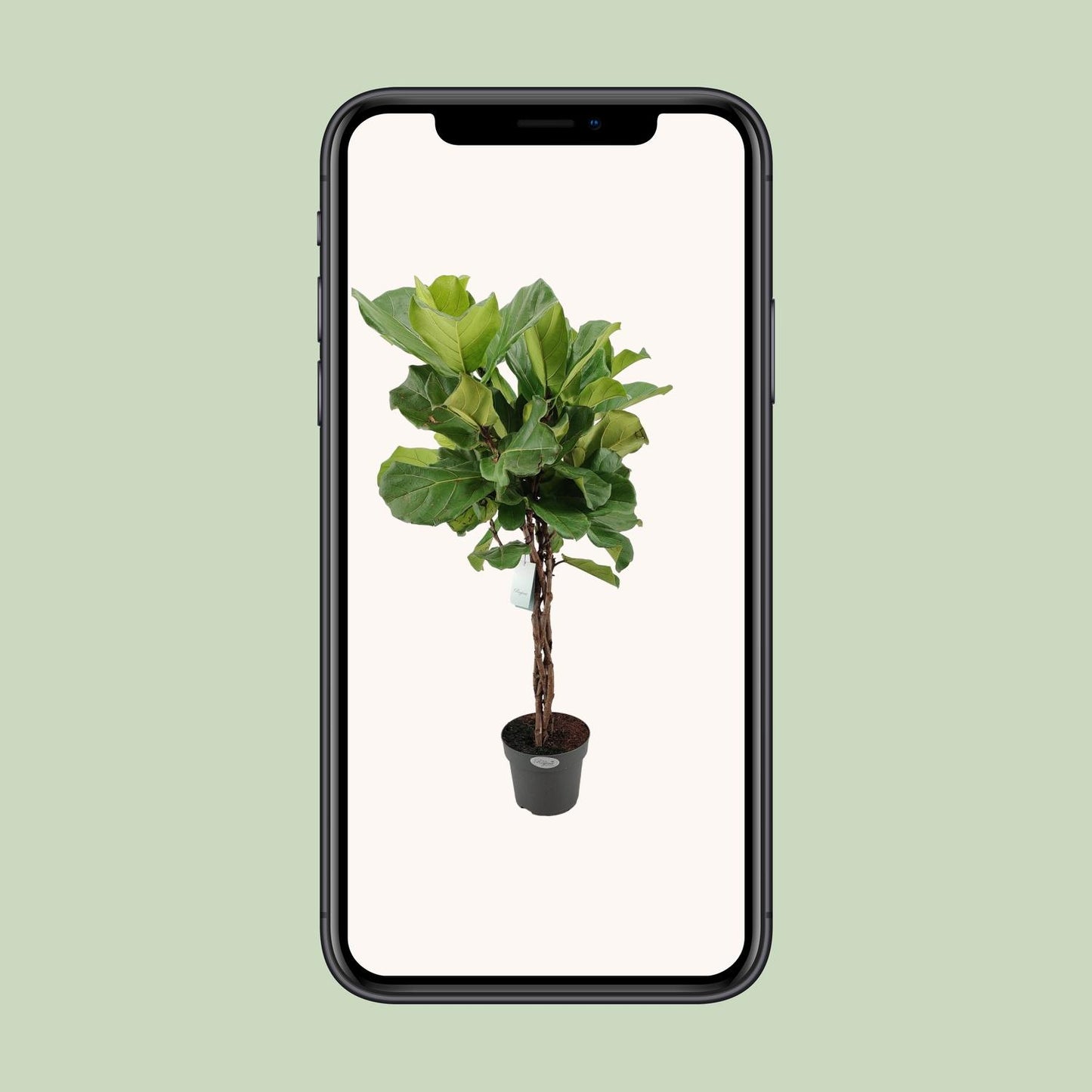 Ficus Lyrata - Ø27cm - ↕130cm bei Pflanzfix24
