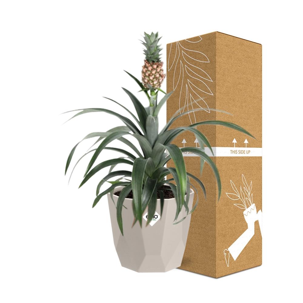 Ananas Mi Amigo in ELHO b.for rock 14 cm warm grey - Pflanzfix24
