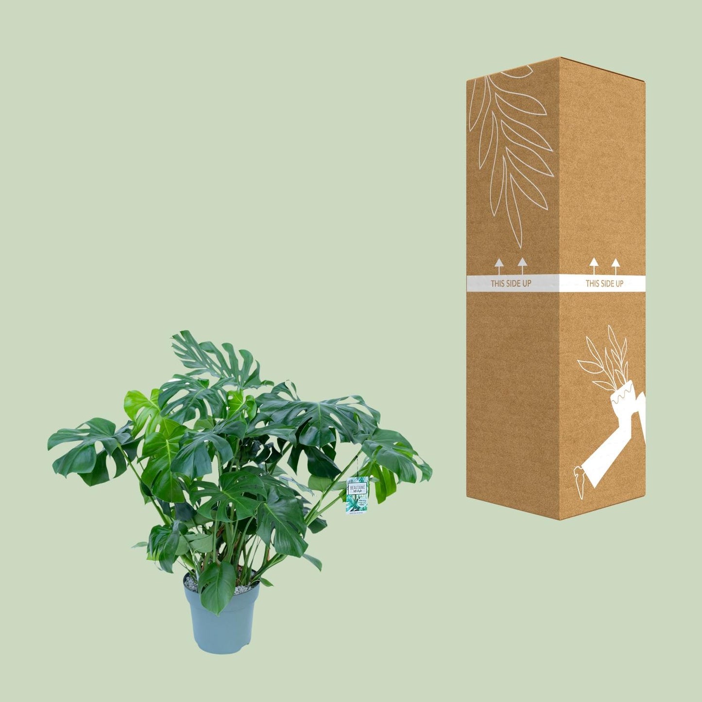 Monstera Deliciosa - Ø30cm - ↕100cm - Pflanzfix24