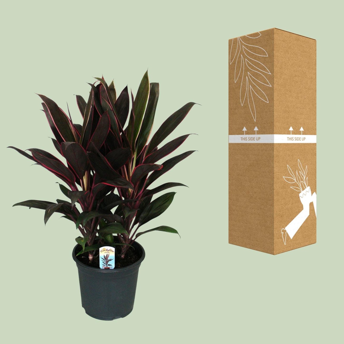 Cordyline Fruticosa Rumba - Ø19cm - ↕55cm - Pflanzfix24