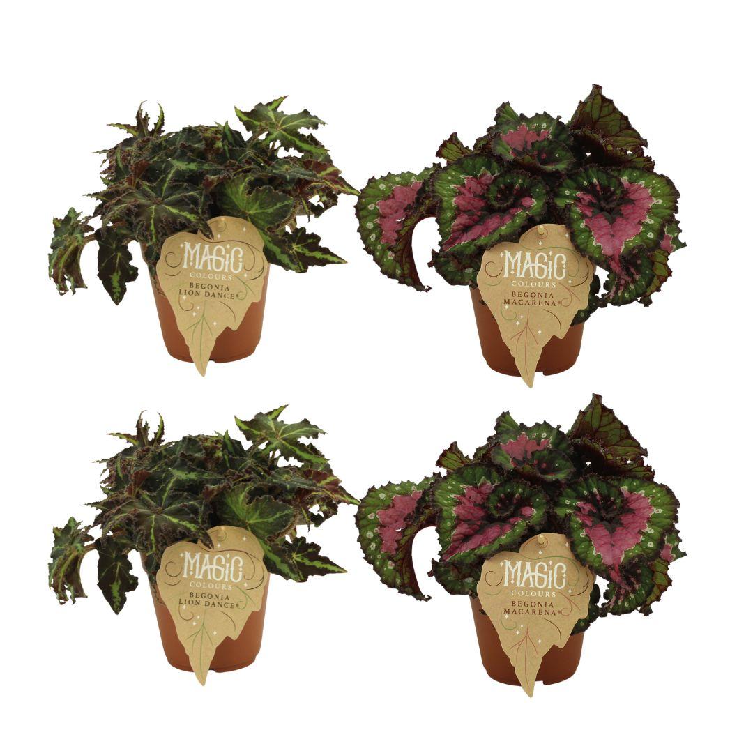 4er Set Begonia Rex Lion Dance & Macarena - Ø12cm - Pflanzfix24