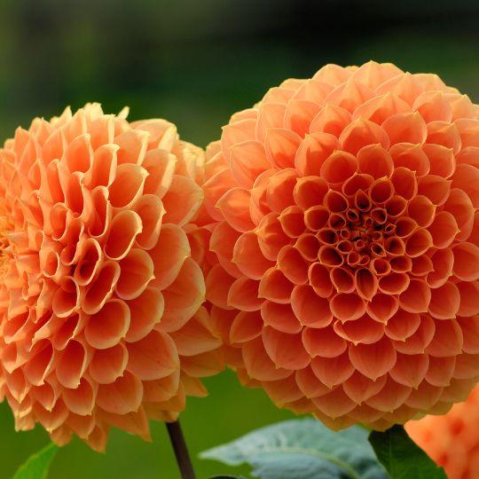 Dahlie Ralphie - Glitzernde Orange Blumen - Pflanzfix24.de - Pflanzfix24.de