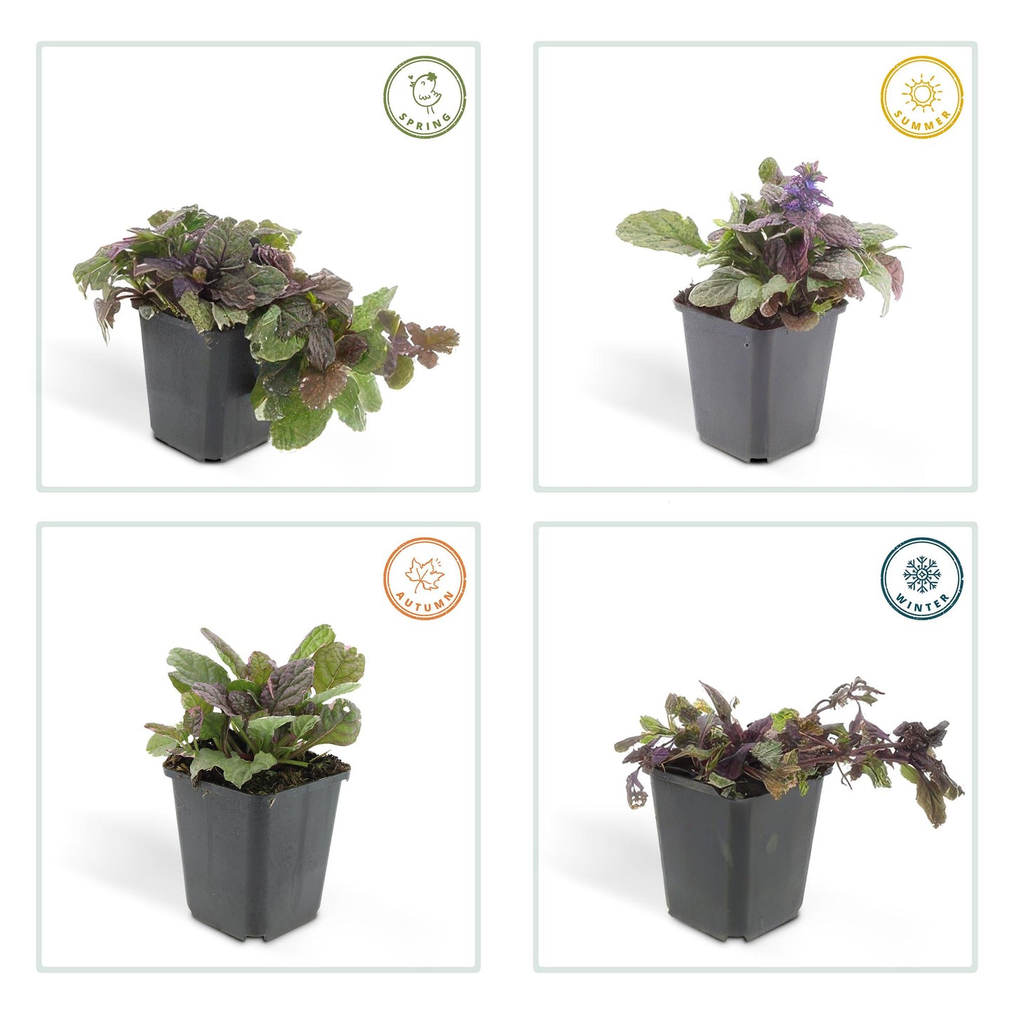 12x Ajuga reptans 'Burgundy Glow' - Pflanzfix24