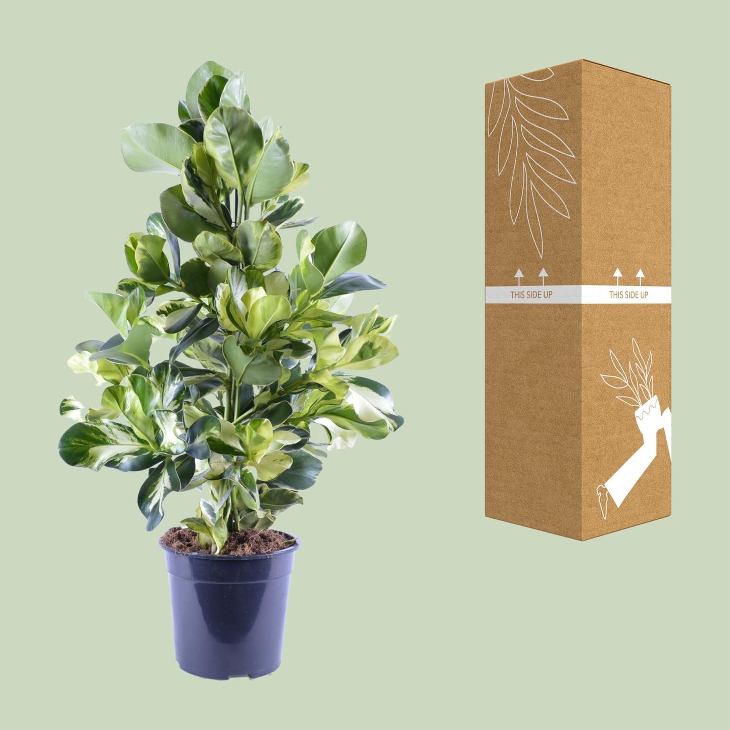 Clusia Rosea White Star - Ø24cm - pflanzfix24