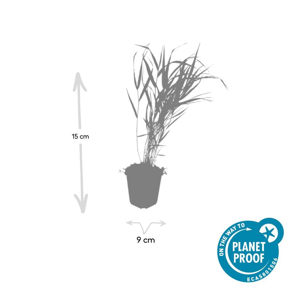 12x Hakonechloa macra – Japanisches Waldgras, winterhart | Pflanzfix24.de - Pflanzfix24.de