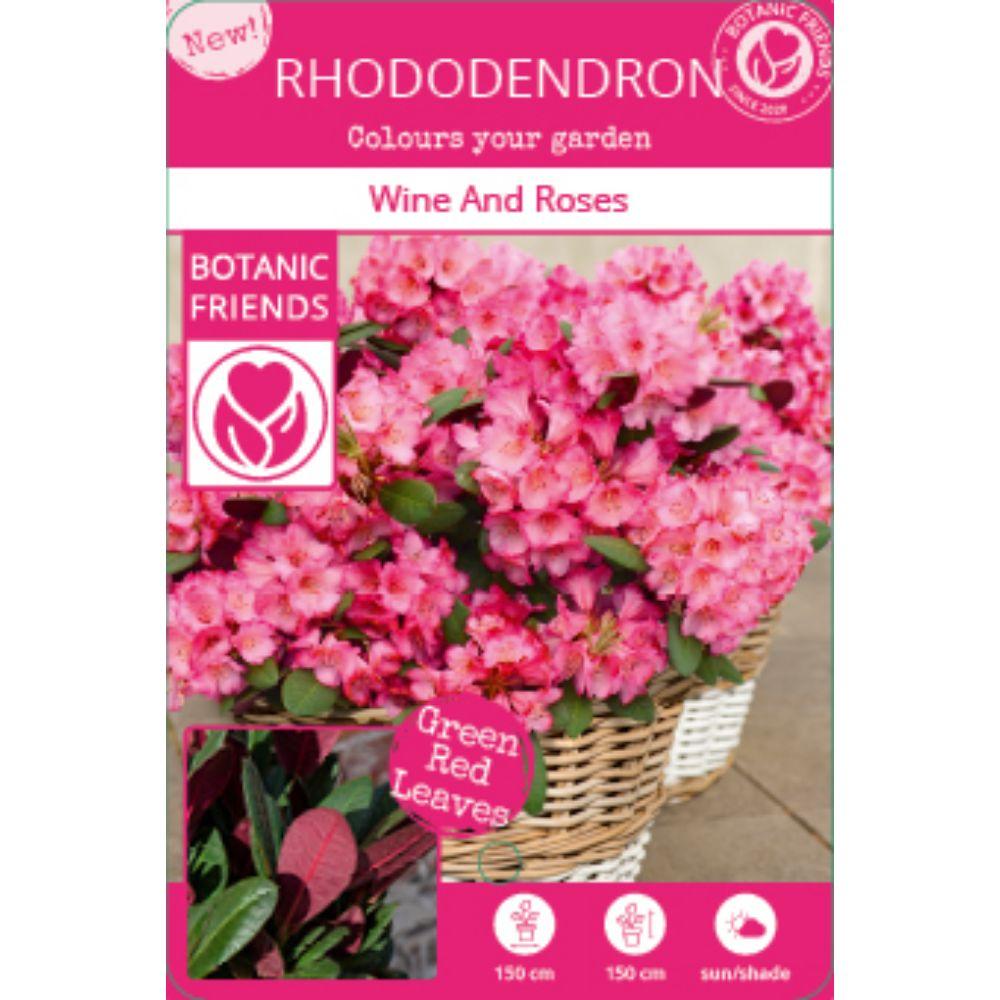 Rhododendron 'Wine & Roses' - Ø13cm - ↕20cm - Pflanzfix24
