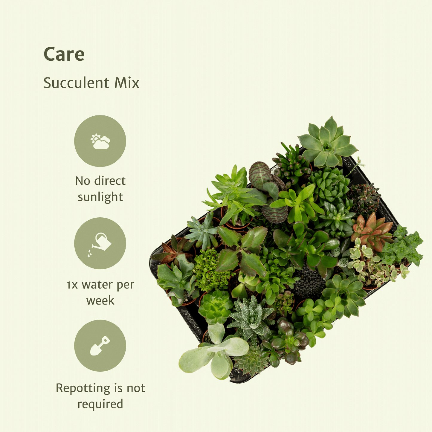 Sukkulenten Mix 20 Stück Ø5,5cm – Pflanzfix24.de - Pflanzfix24.de
