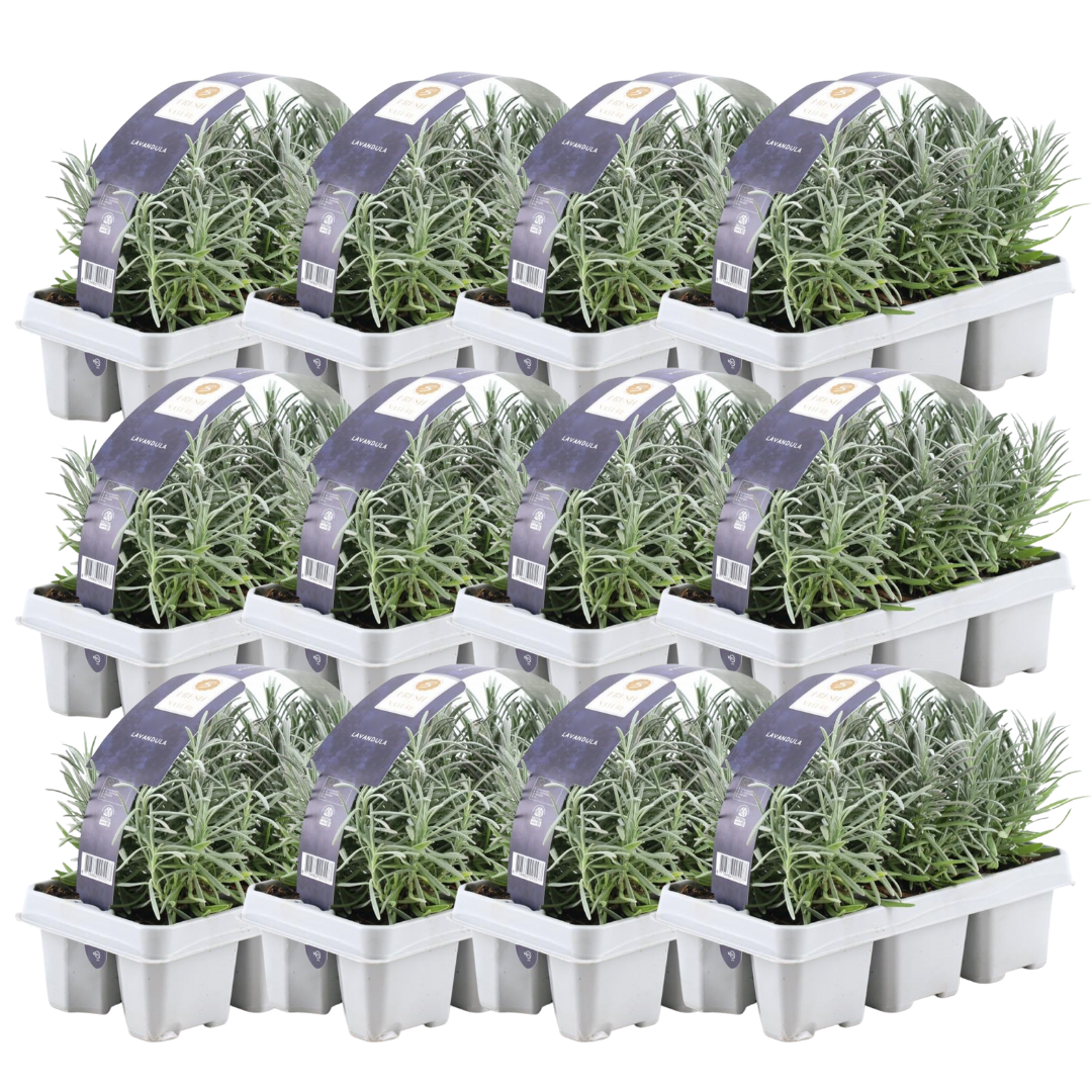 12 x 6er Set Lavendel angustifolia - pflanzfix24
