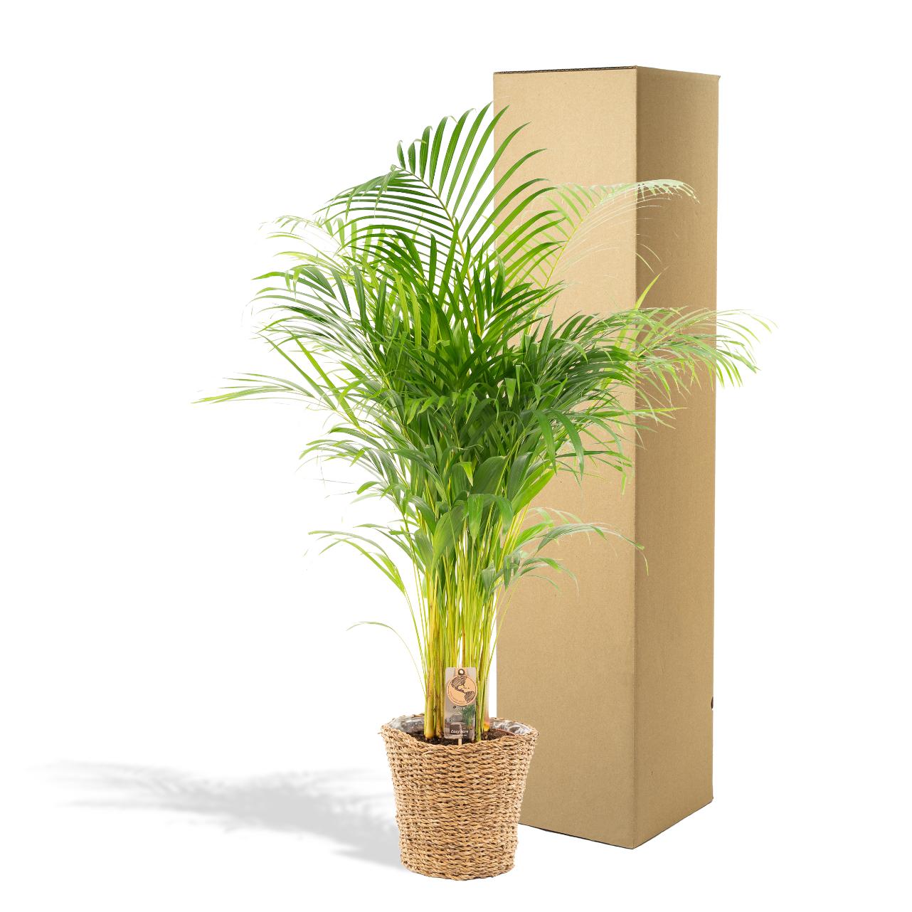 Areca-Palme mit Korb - Pflanzfix24