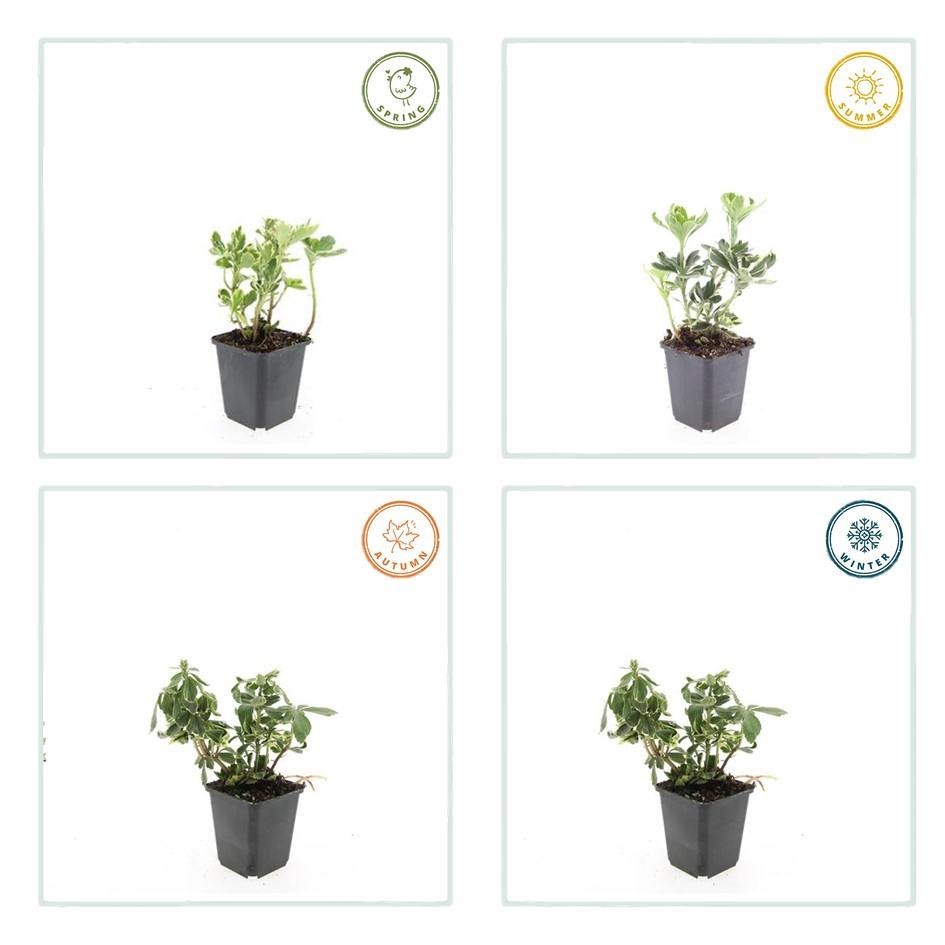 6x Pachysandra terminalis 'Variegata' - ↕10-25cm - Ø9cm - Pflanzfix24.de - Pflanzfix24.de