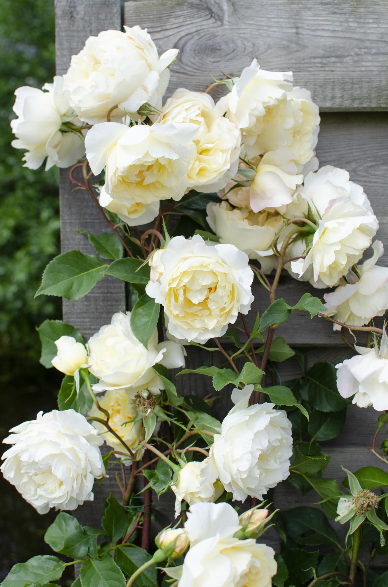 3x - Rosa Crazy in love 'Vanilla' - Pflanzfix24.de - Pflanzfix24.de