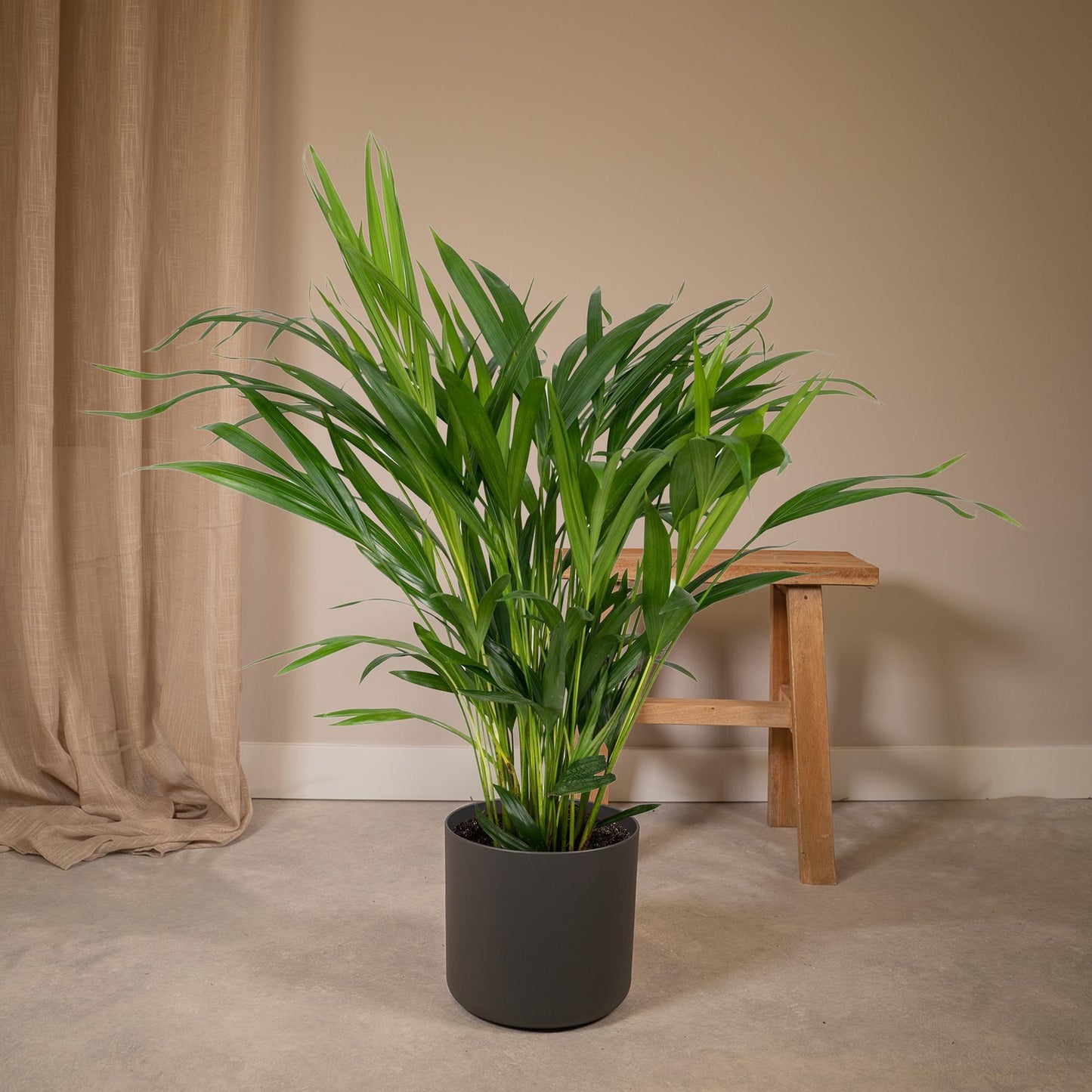 Dypsis Lutescens - Areca - Ø17cm - ↕60cm - Pflanzfix24.de - Pflanzfix24.de