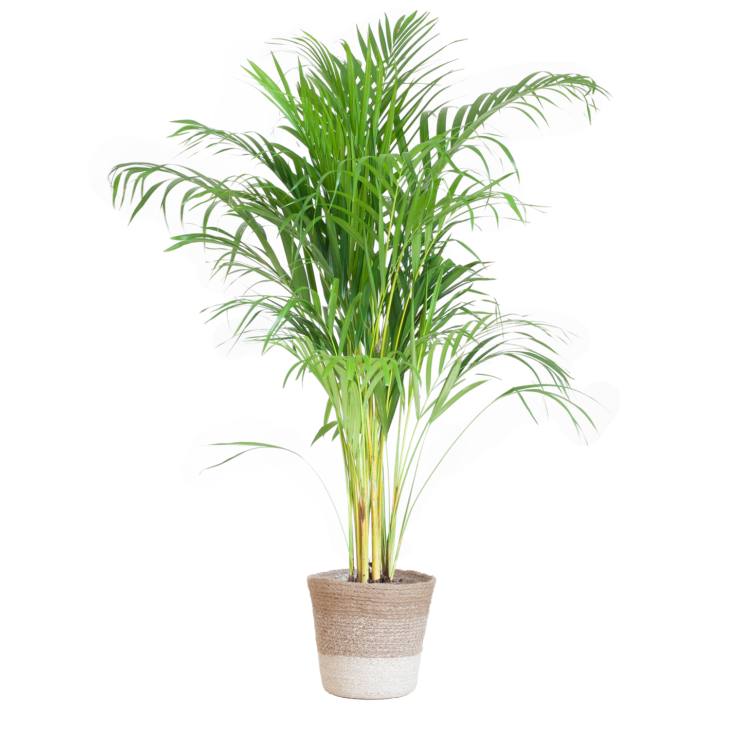 Areca Palm (Dypsis) mit Lissabon-Korb Weiß - 100cm - Ø21 - Pflanzfix24