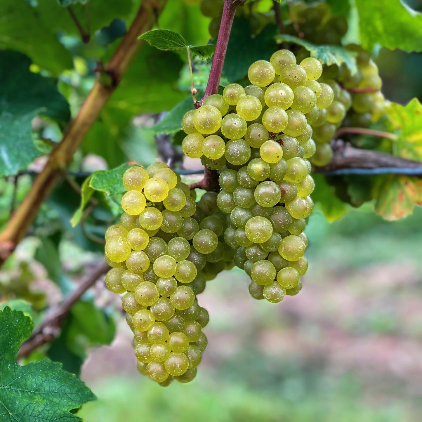 Weiße Traube Vitis vinifera Bianca – 2 Pflanzen, 15cm Topf | Pflanzfix24