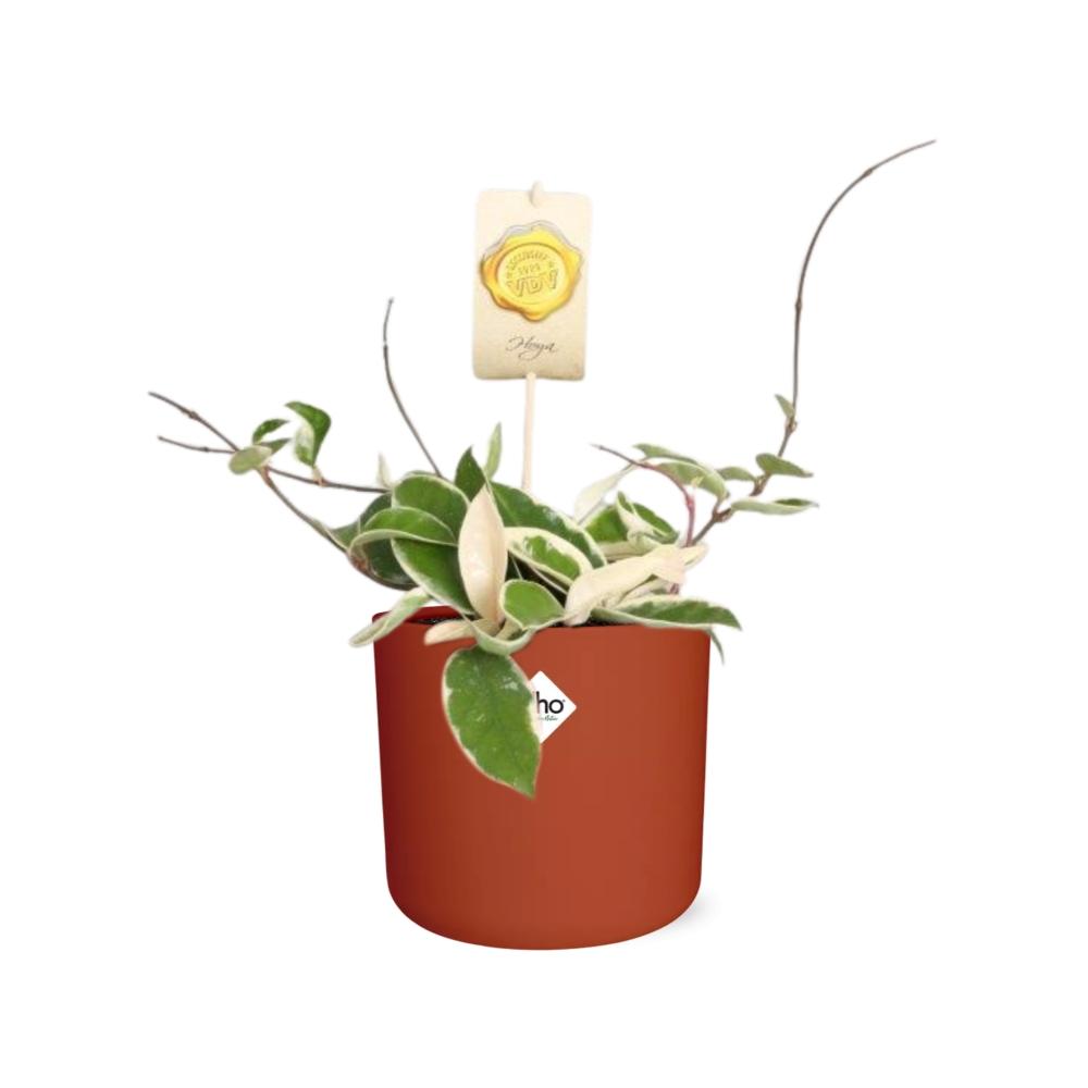 Hoya Carn.’Krimson Queen’ in ELHO b.for soft rond 14cm brique - Pflanzfix24