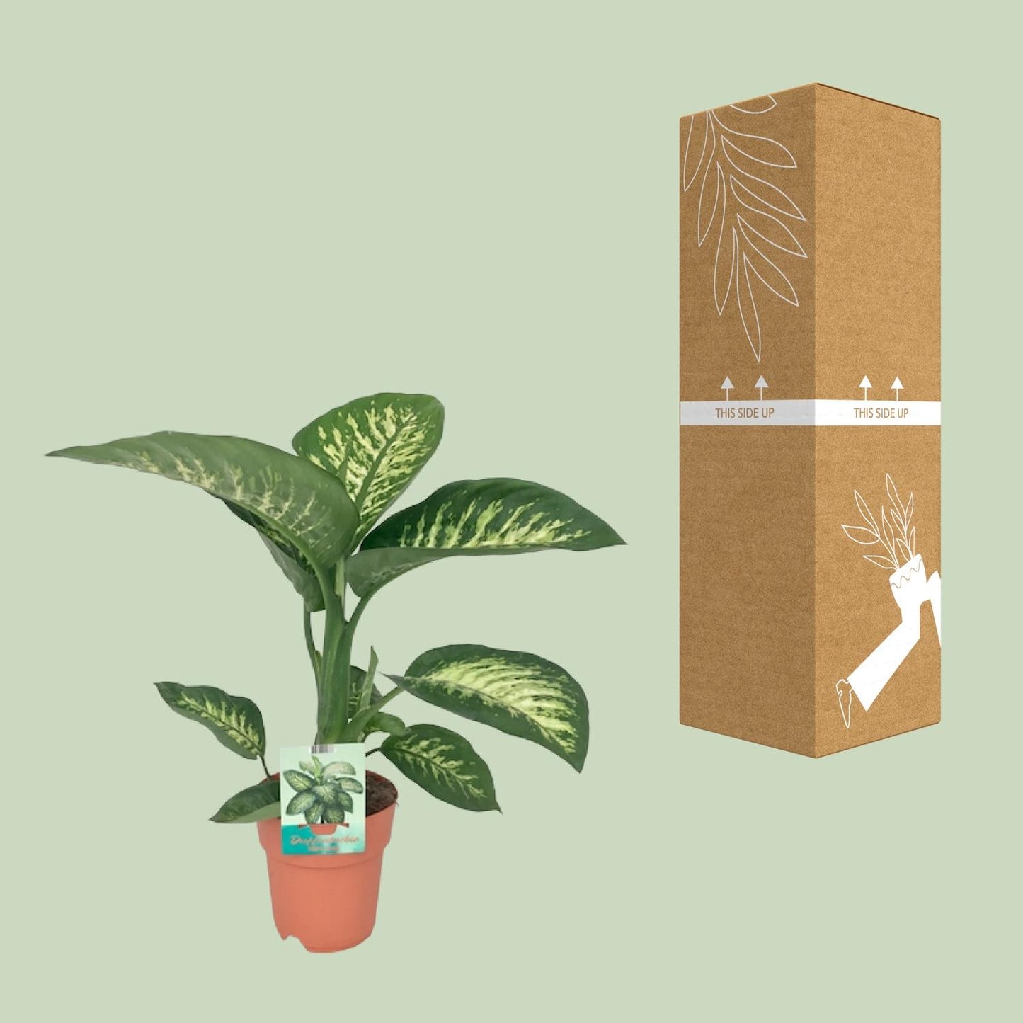 Dieffenbachia seguine Tropic Snow - Ø19cm - ↕70cm - Pflanzfix24.de - Pflanzfix24.de