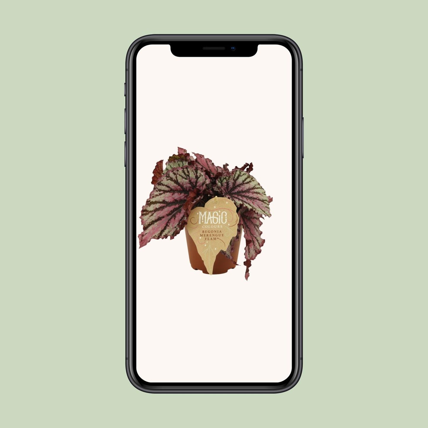 Begonia Rex Merenque - Ø12cm - ↕25cm - Pflanzfix24