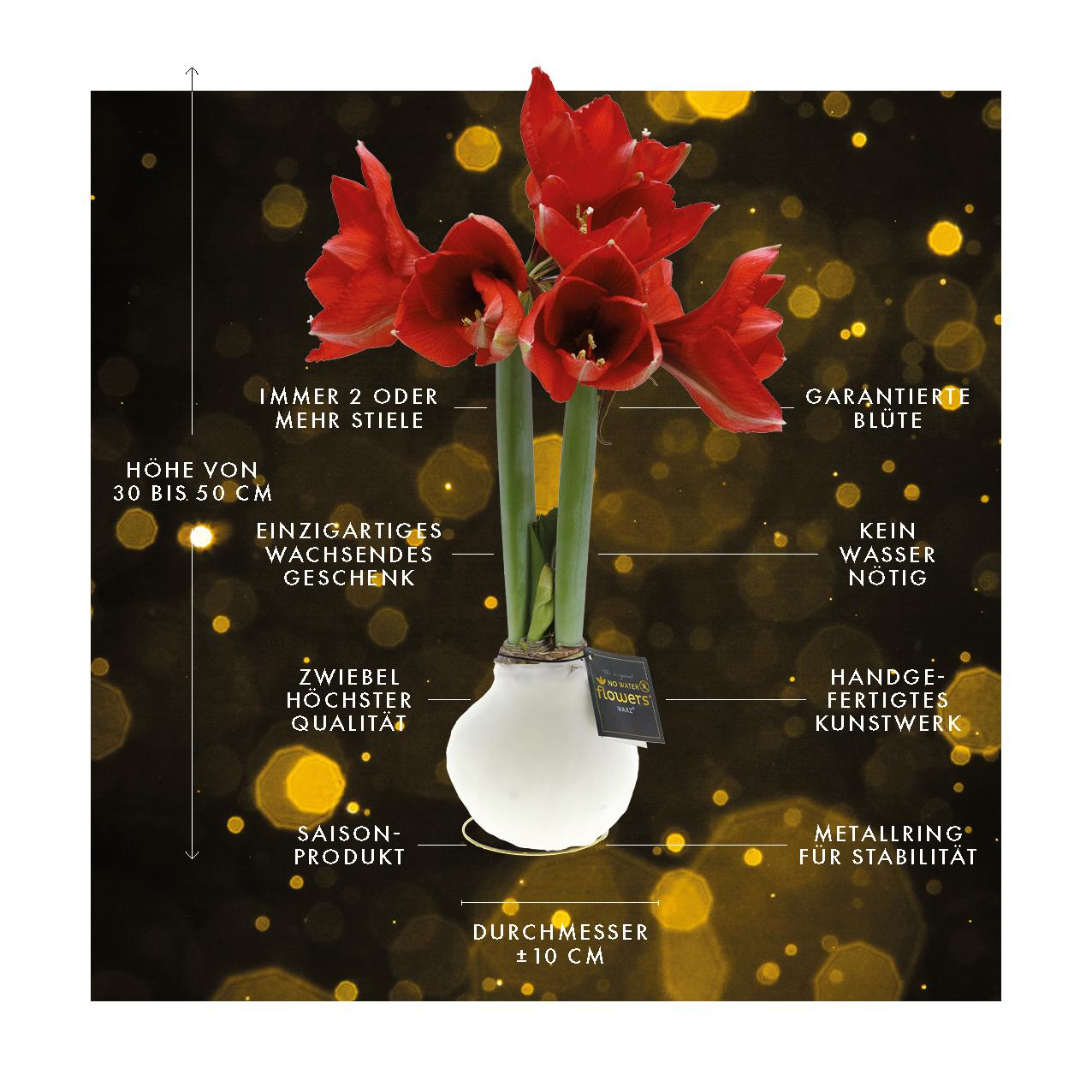 No Water Flowers® Univerz Saturnus Mix (3er Pack) + Rote Blume - Pflanzfix24
