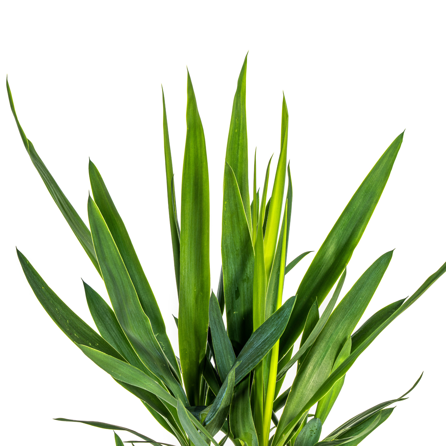 Yucca Elephantipes Ø19cm | Zimmerpflanze 70-90cm – Pflanzfix24.de - Pflanzfix24.de