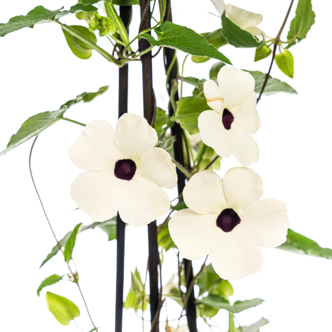 4x Thunbergia alata Sunny Susy White Ø13 cm - ↕60 cm - Pflanzfix24