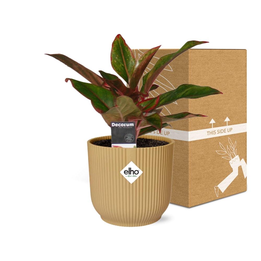 Aglaonema Crete in ELHO Vibes Fold 14cm geel - Pflanzfix24
