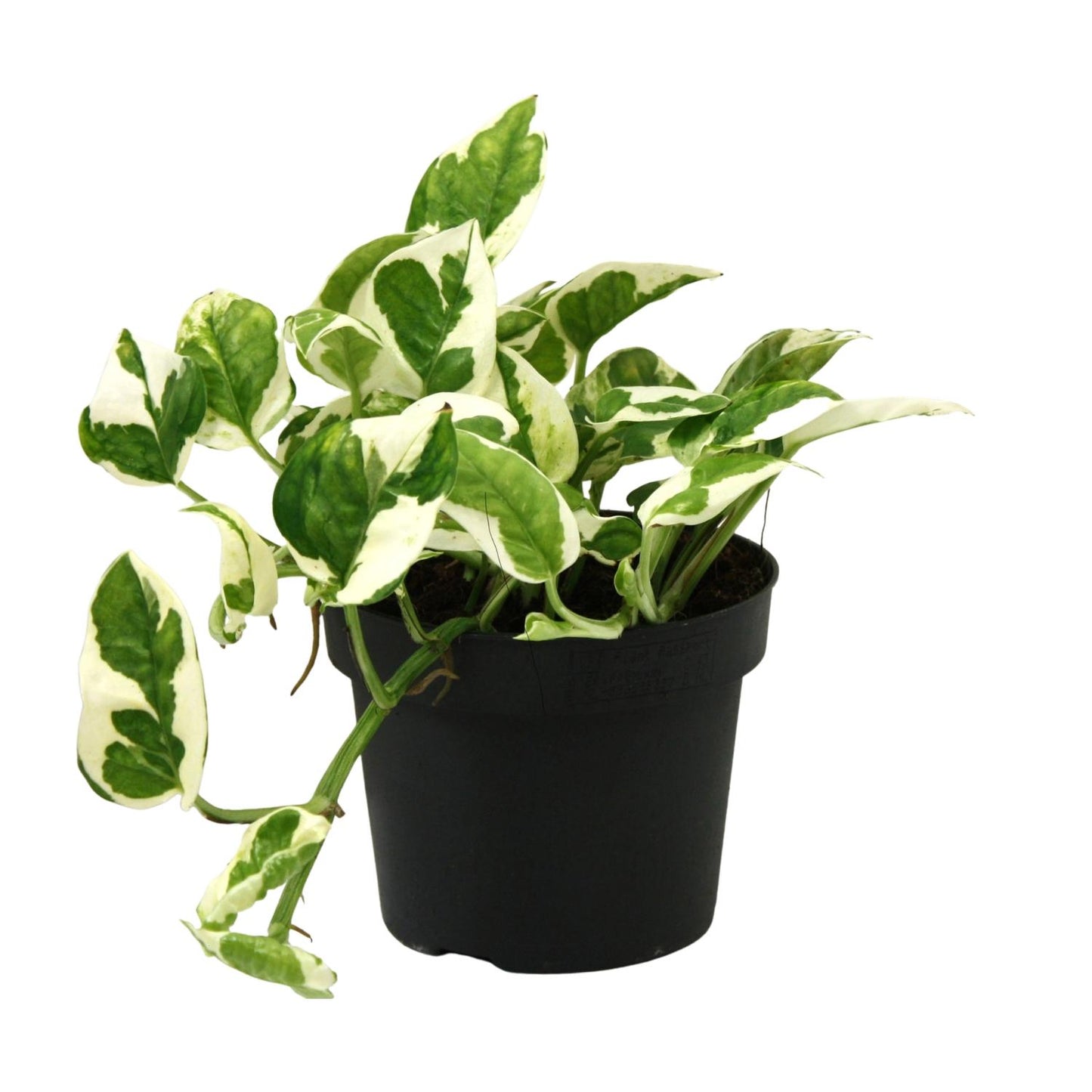 Scindapsus N’Joy 15cm – Ø12cm Topf – Pflanzfix24