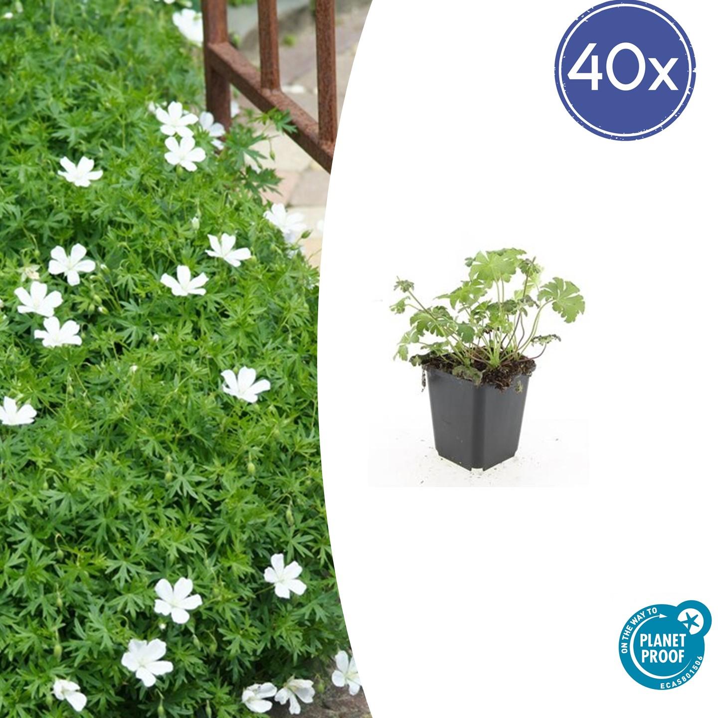 40x Geranium sang. 'Album' - ↕10-25cm - Ø9cm - Pflanzfix24