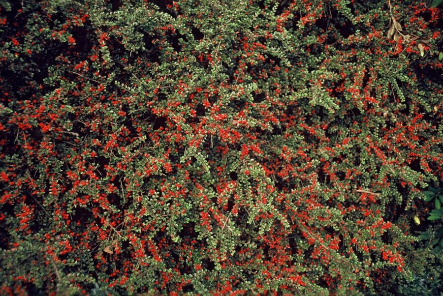 20x Cotoneaster horizontalis - ↕10-25cm - Ø9cm - Pflanzfix24