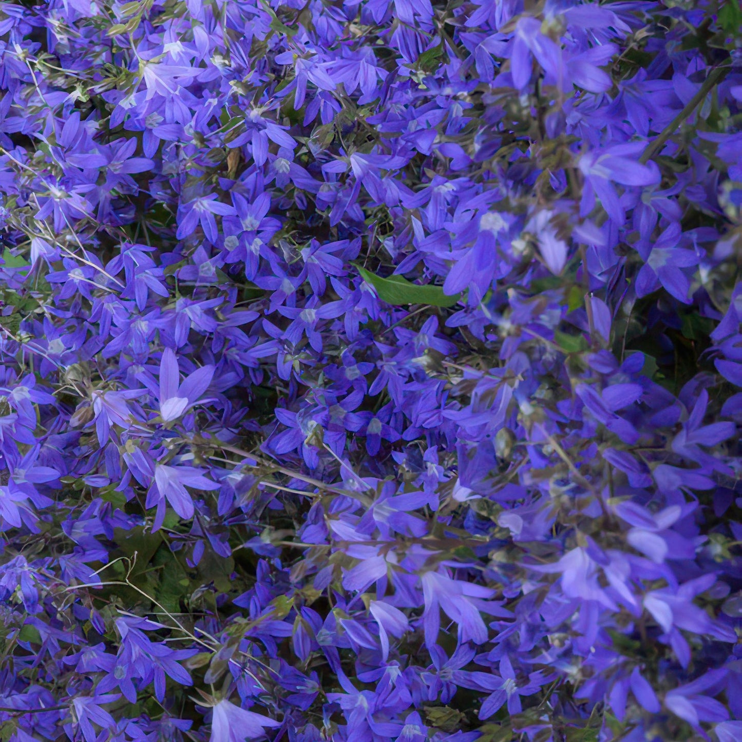 20x Campanula poscharskyana 'Stella' - ↕10-25cm - Ø9cm - Pflanzfix24