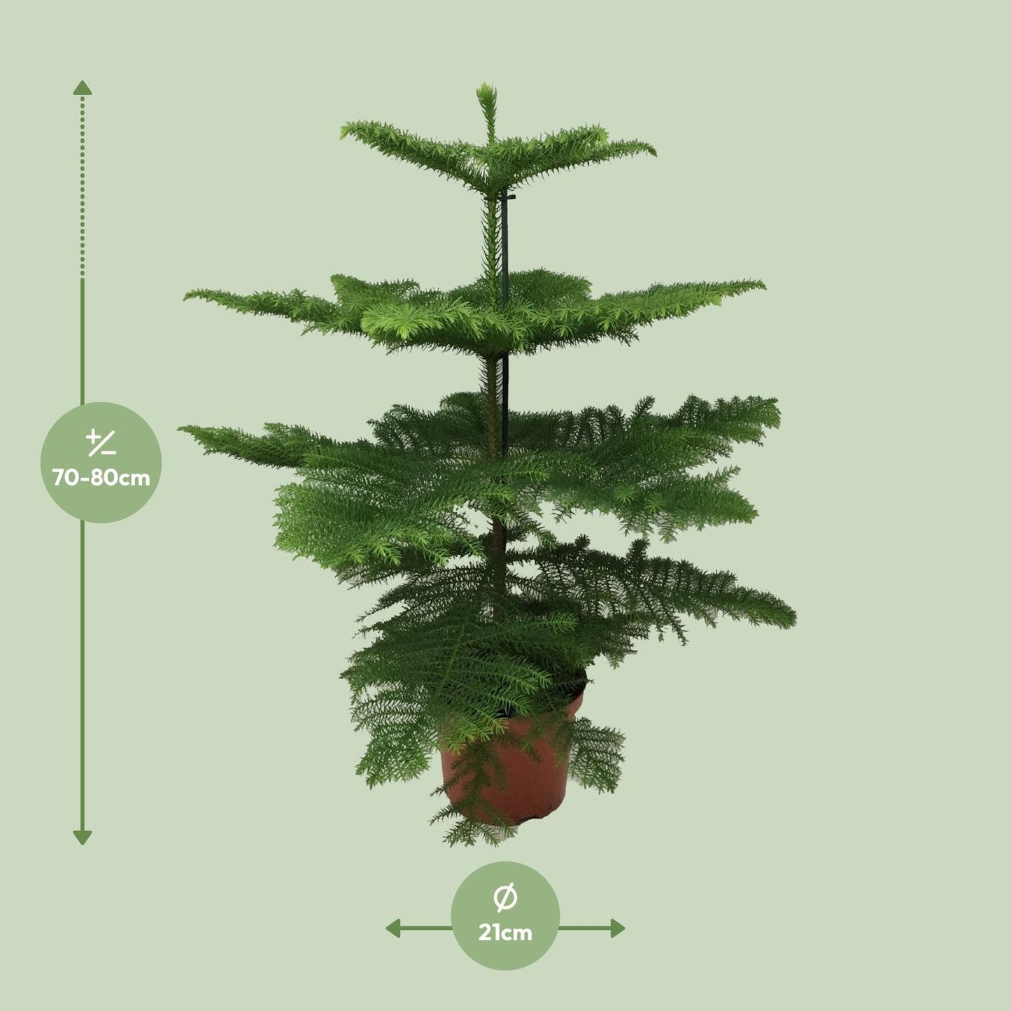 Araucaria Heterophylla 70 cm im Ø21 cm Topf – Pflanzfix24