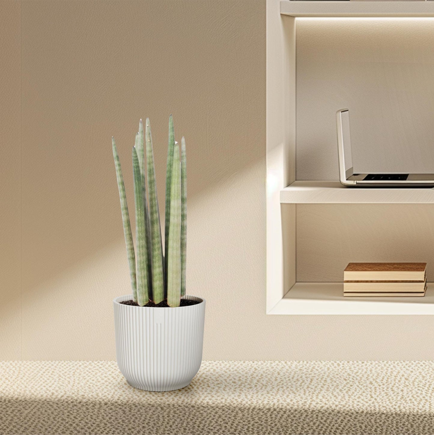 Sansevieria 'Spaghetti' Ø10,5cm – 40cm hoch | Pflanzfix24.de - Pflanzfix24.de