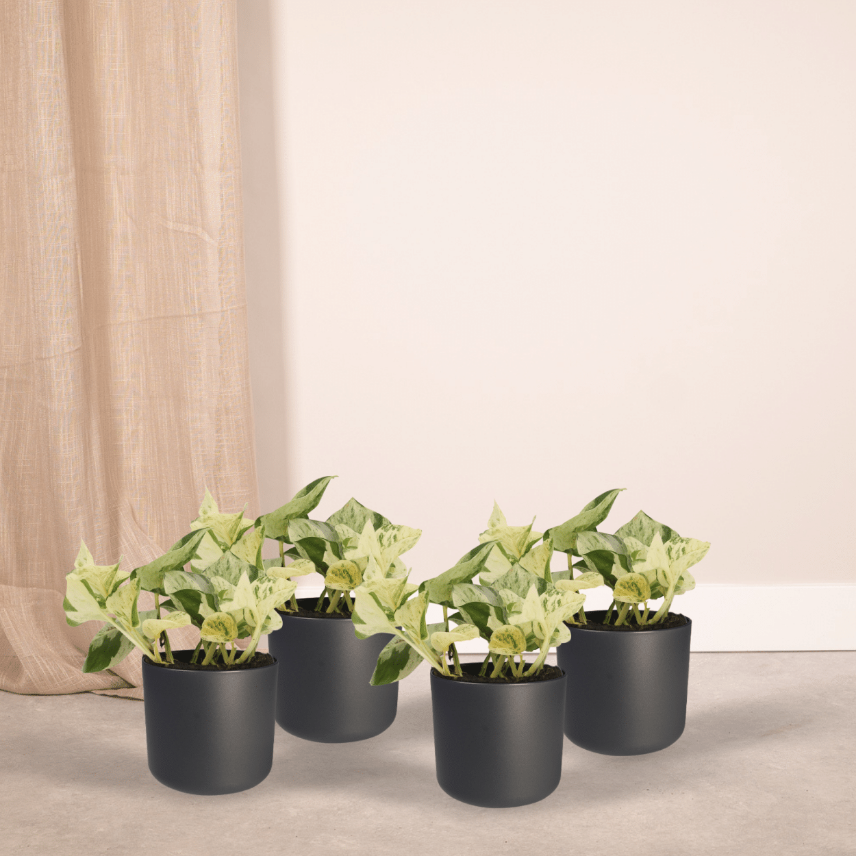 4x Epipremnum Happy Leaf - Scindapsus - 15cm - ø12 bei Pflanzfix24.de - Pflanzfix24.de