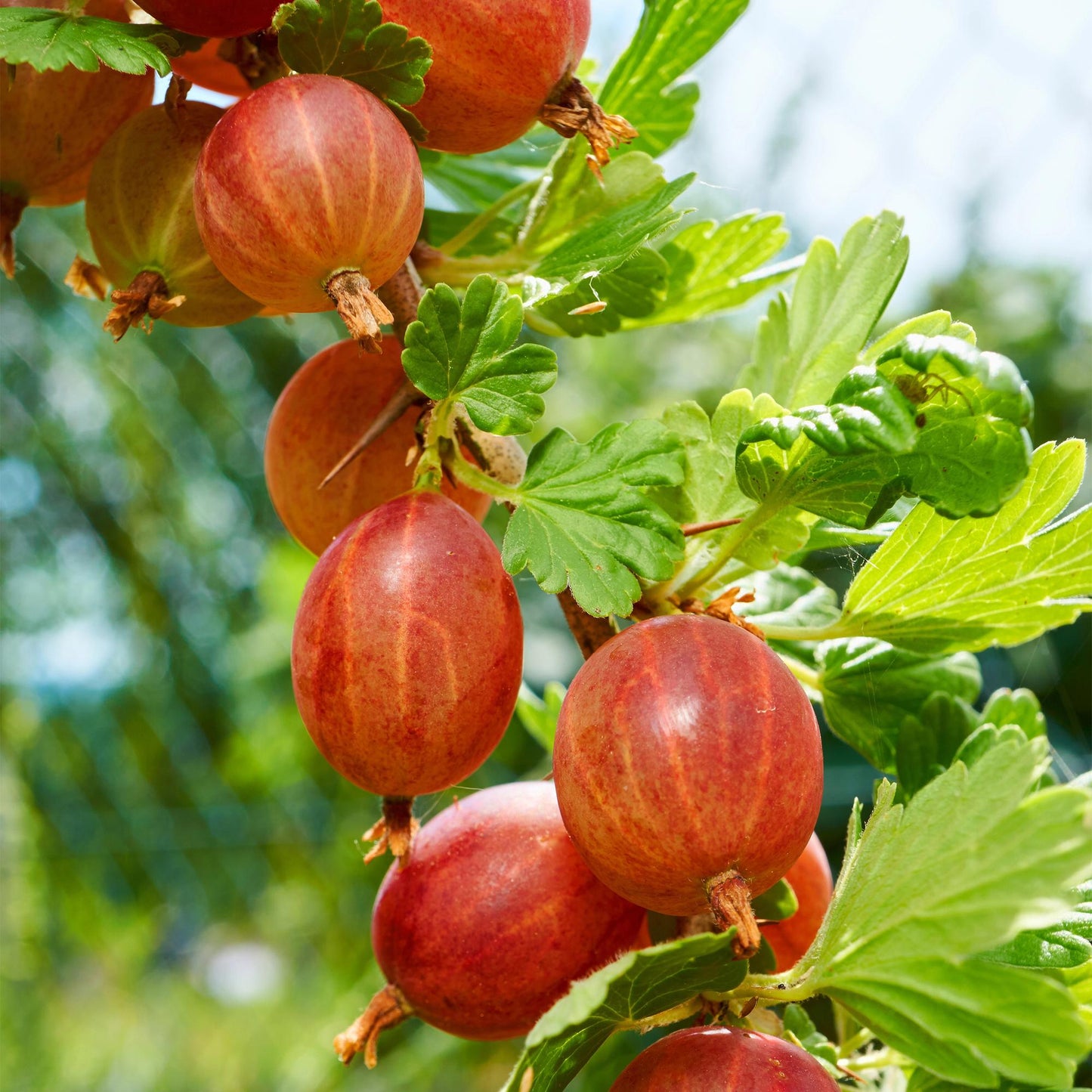 Stachelbeere Ribes uva-crispa Hinnomäki Röd - 2 Pflanzen - Topf 11cm - Pflanzfix24