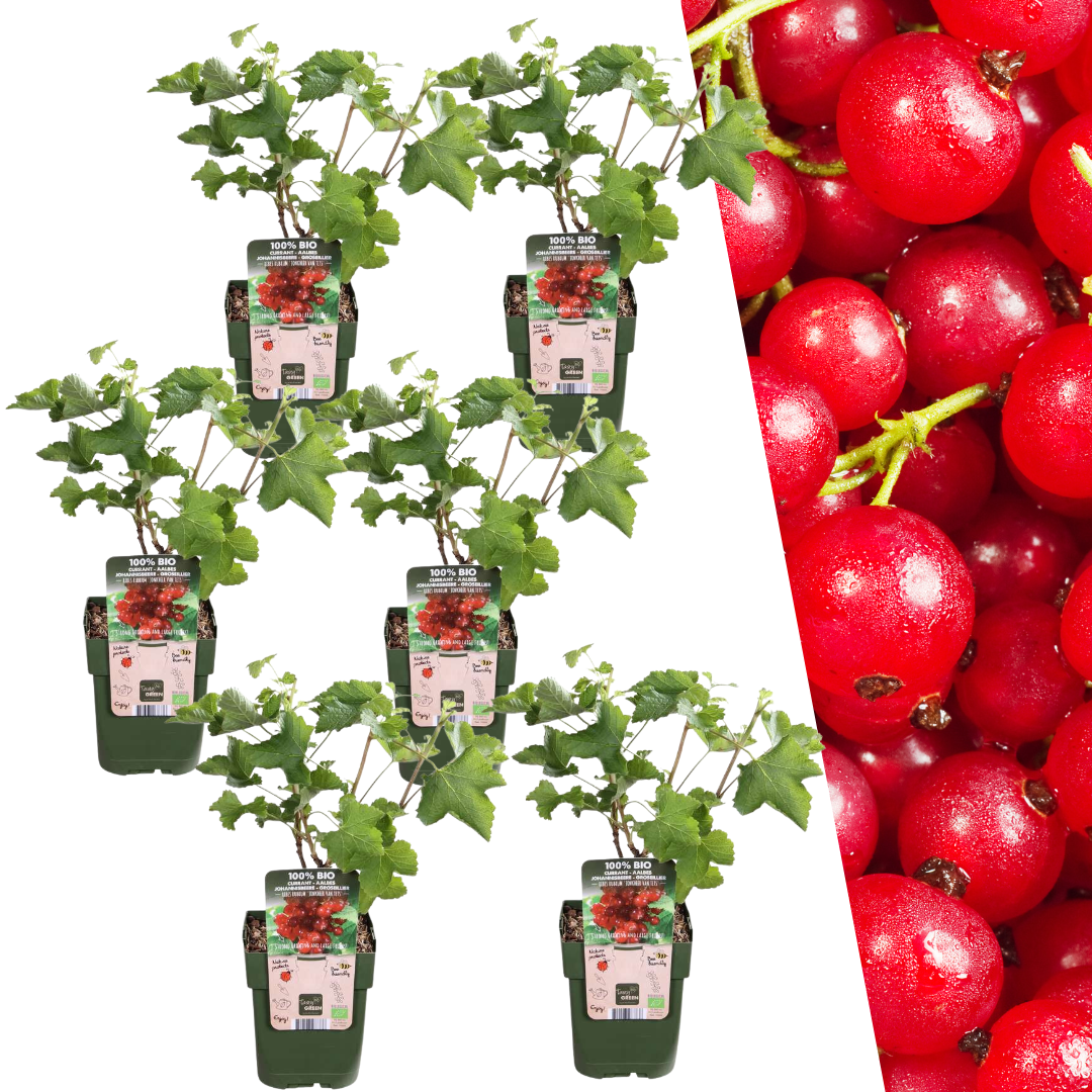 6 x Bio-Stachelbeerpflanzen - Ø 13 cm - ↨ 20 cm bei Pflanzfix24