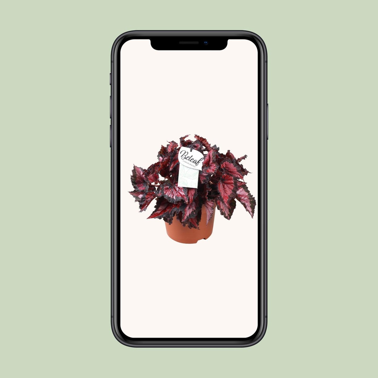Begonia Beleaf Inca Night - Ø17cm - ↕35cm - Pflanzfix24