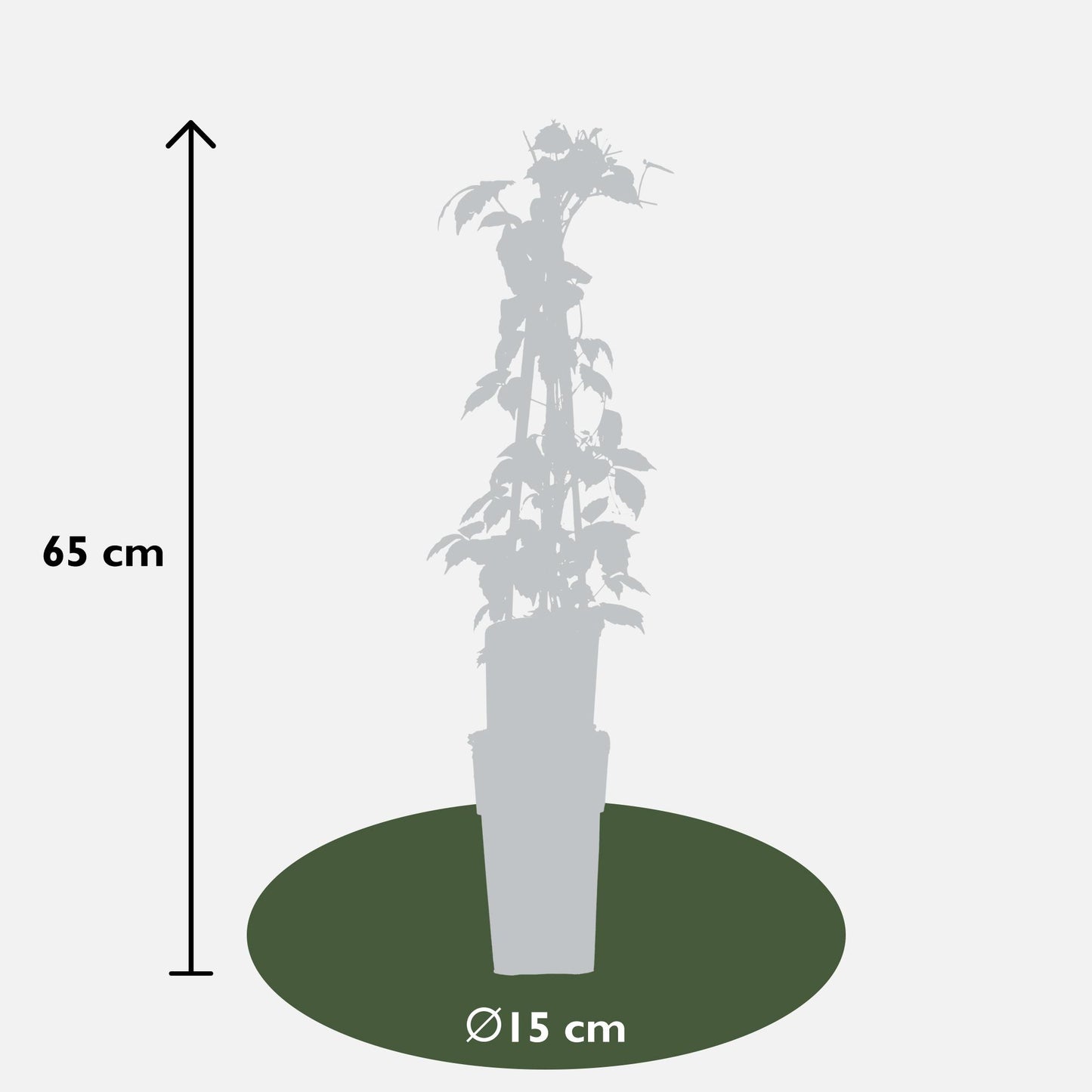 3x - Parthenocissus tricuspidata 'Veitch Boskoop' - ↨65cm - Ø15 - Pflanzfix24