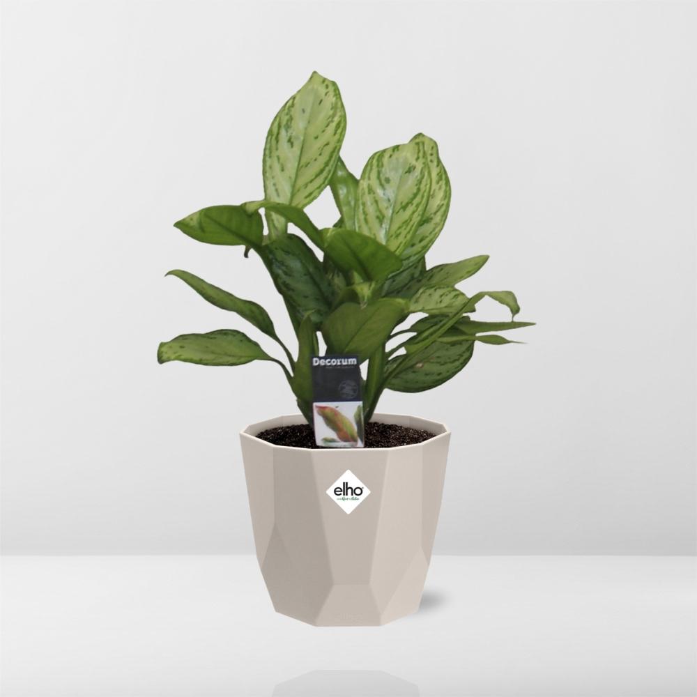 Aglaonema Christina in ELHO b.for rock 14 cm warm grey - Pflanzfix24