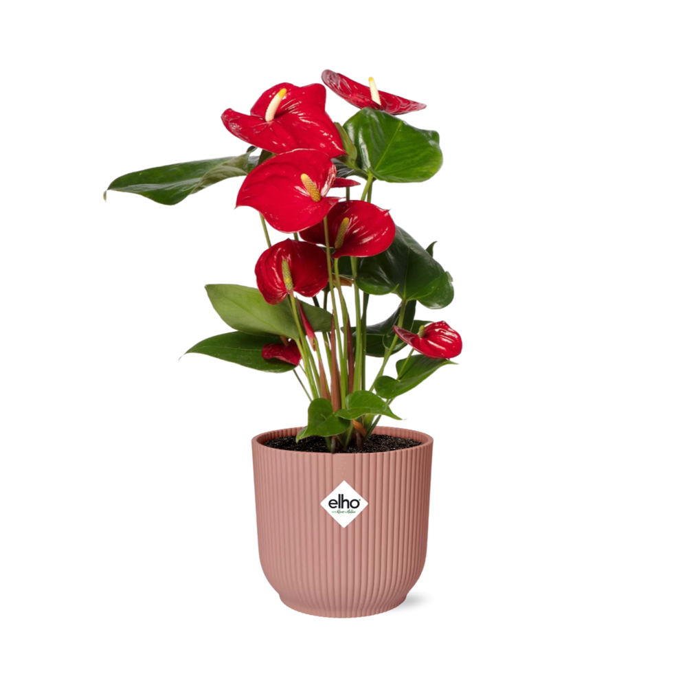 Anthurium Red 12cm - Pflanzfix24