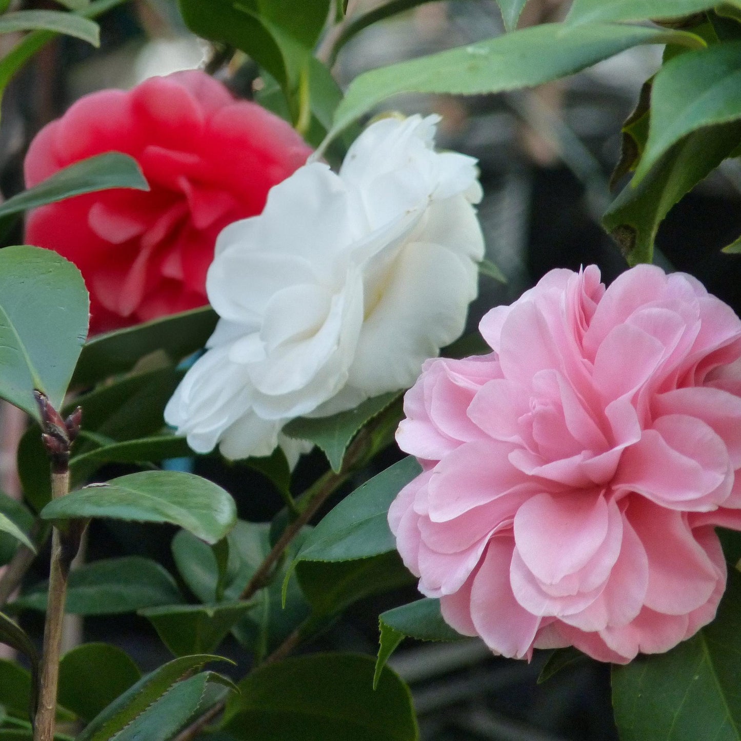 Pflanzfix24.de - Camelia japonica Tricolour - 3 Pflanzen - Immergrün - Topf 15cm - Pflanzfix24.de
