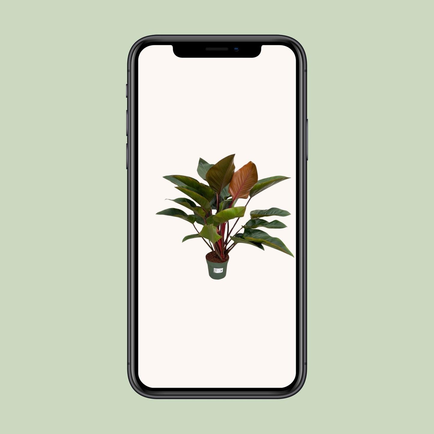 Philodendron Red Beauty - Ø27cm - ↕100cm - Pflanzfix24