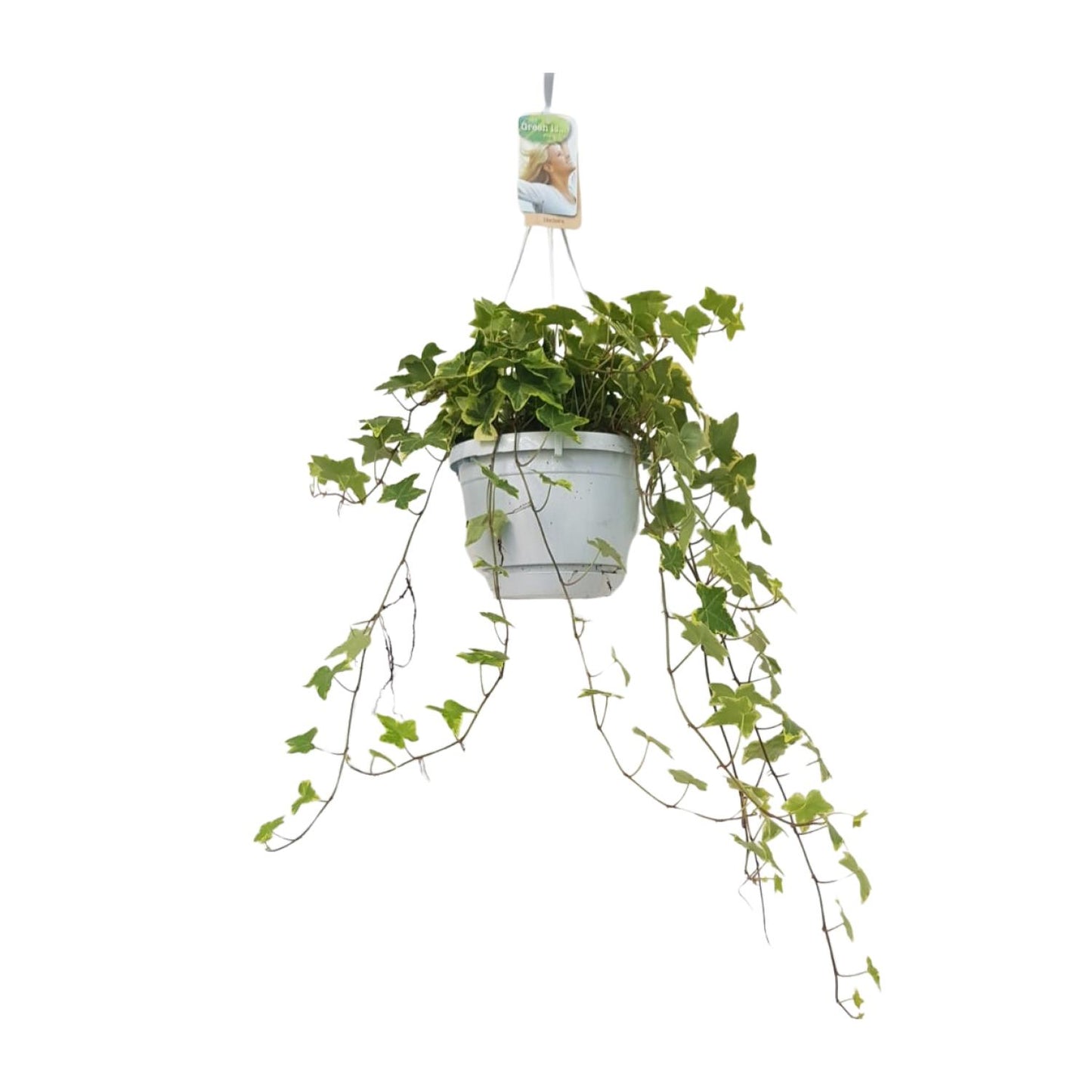 Hedera Helix Geelbont - Hangpot Wit / Basic - Ø17cm - Pflanzfix24