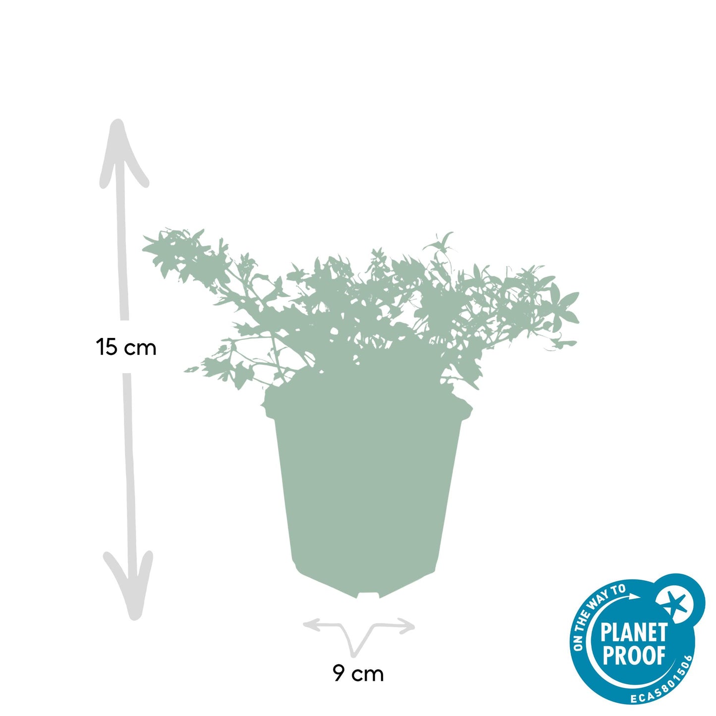20x Campanula poscharskyana 'Stella' - ↕10-25cm - Ø9cm - Pflanzfix24