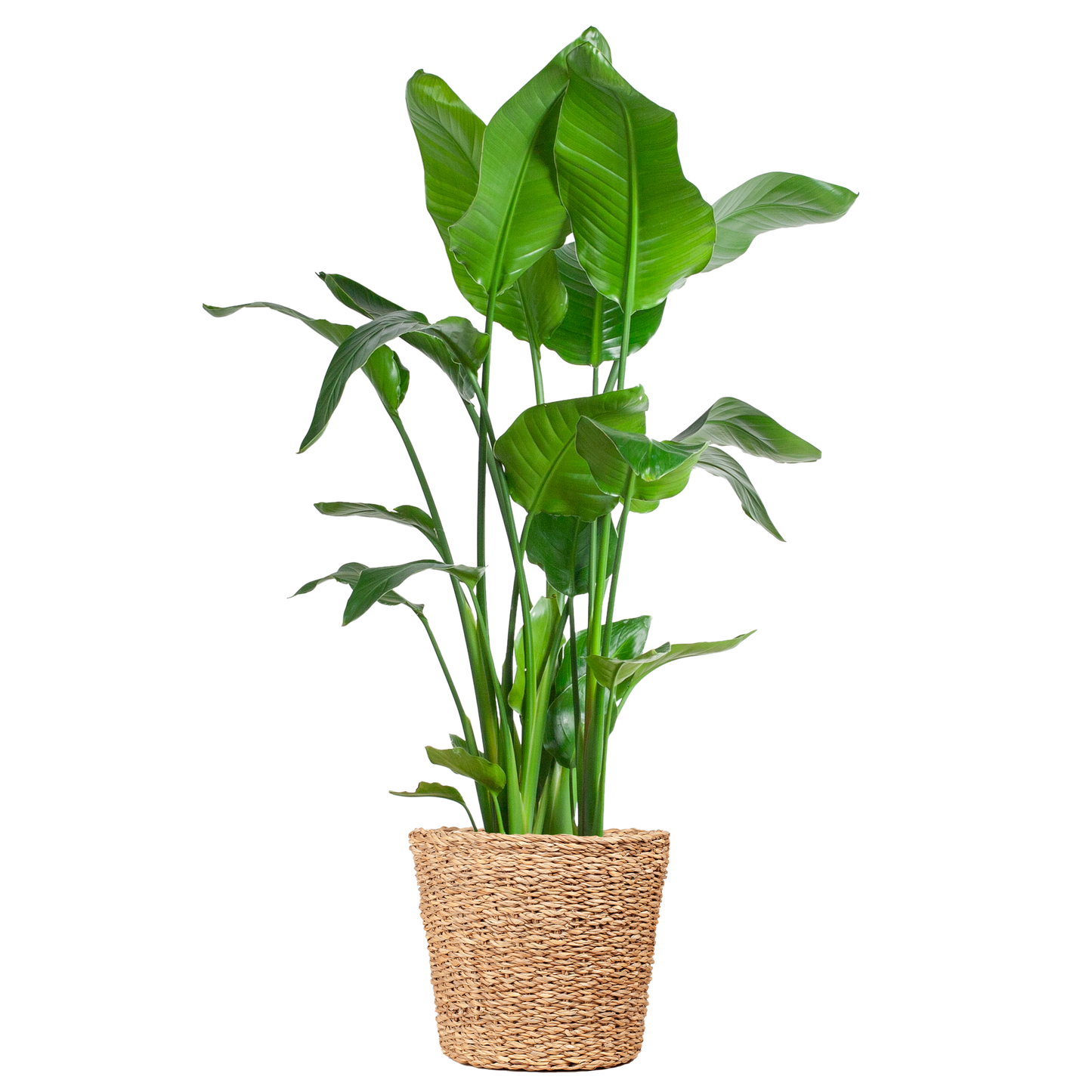 Strelitzia Nicolai XL mit Torun-Korb – 140 cm – Ø27 - pflanzfix24
