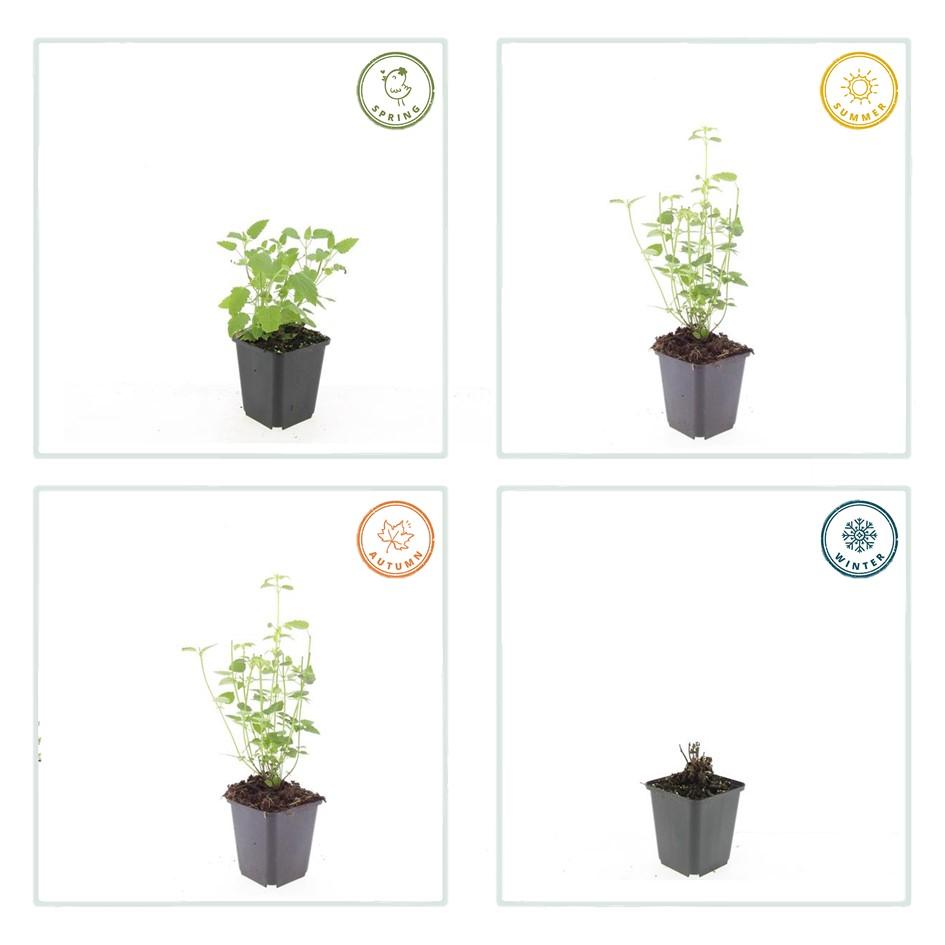 12x Agastache 'Black Adder' – Duftstaude – Pflanzfix24.de - Pflanzfix24.de