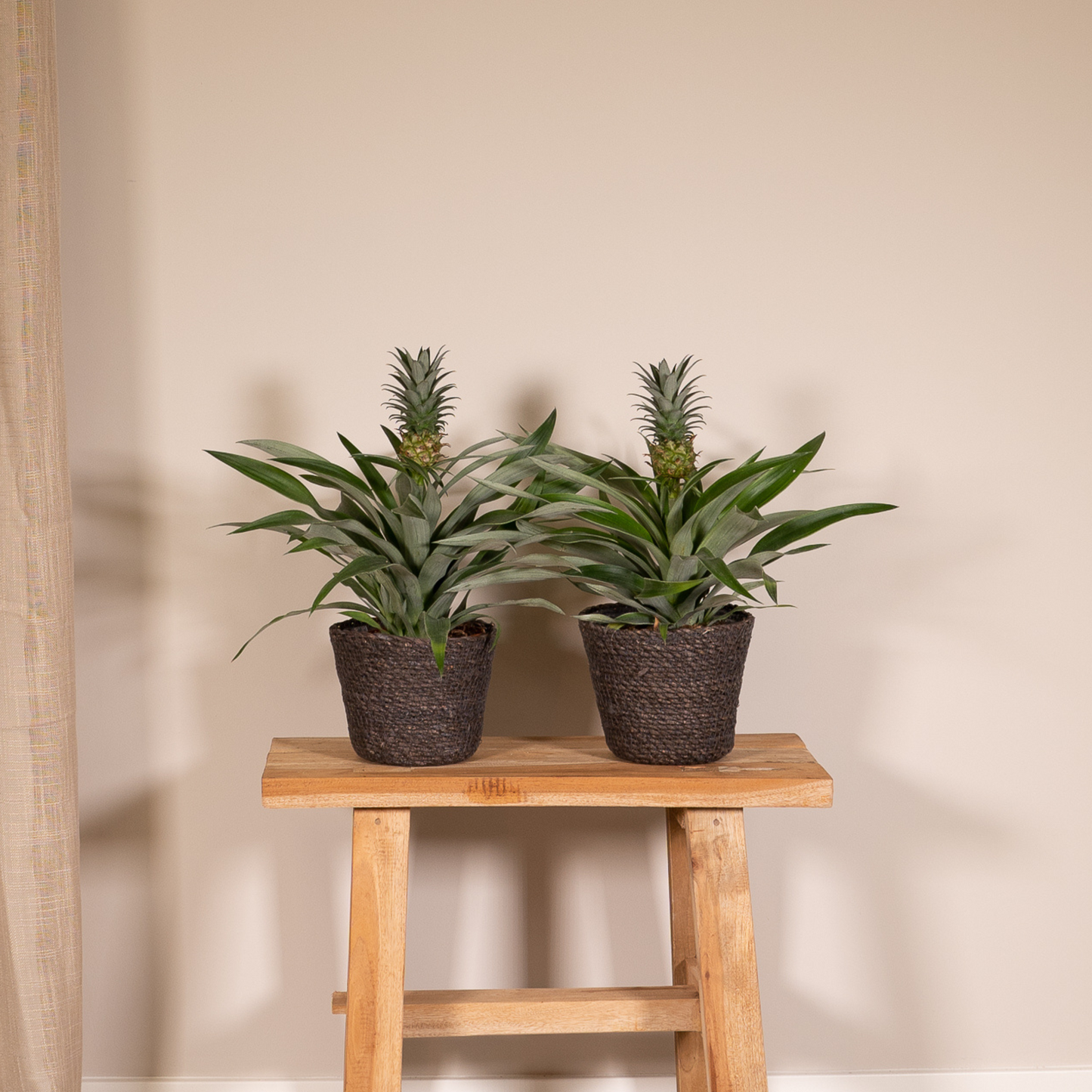 Bromelia (Ananaspflanze) - 2 Stücke - Ø12cm - ↕30cm - Pflanzfix24