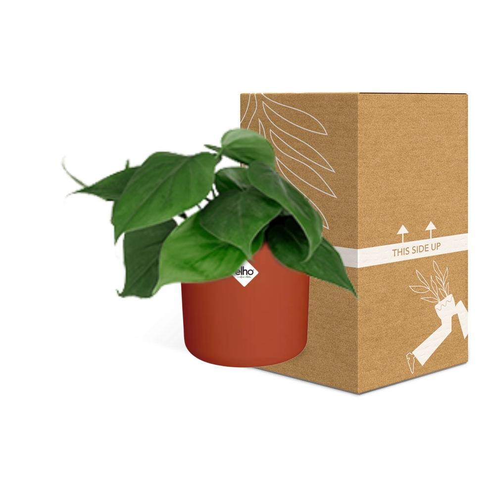 Philodendron Scandens in ELHO b.for soft rond 14cm brique - Pflanzfix24