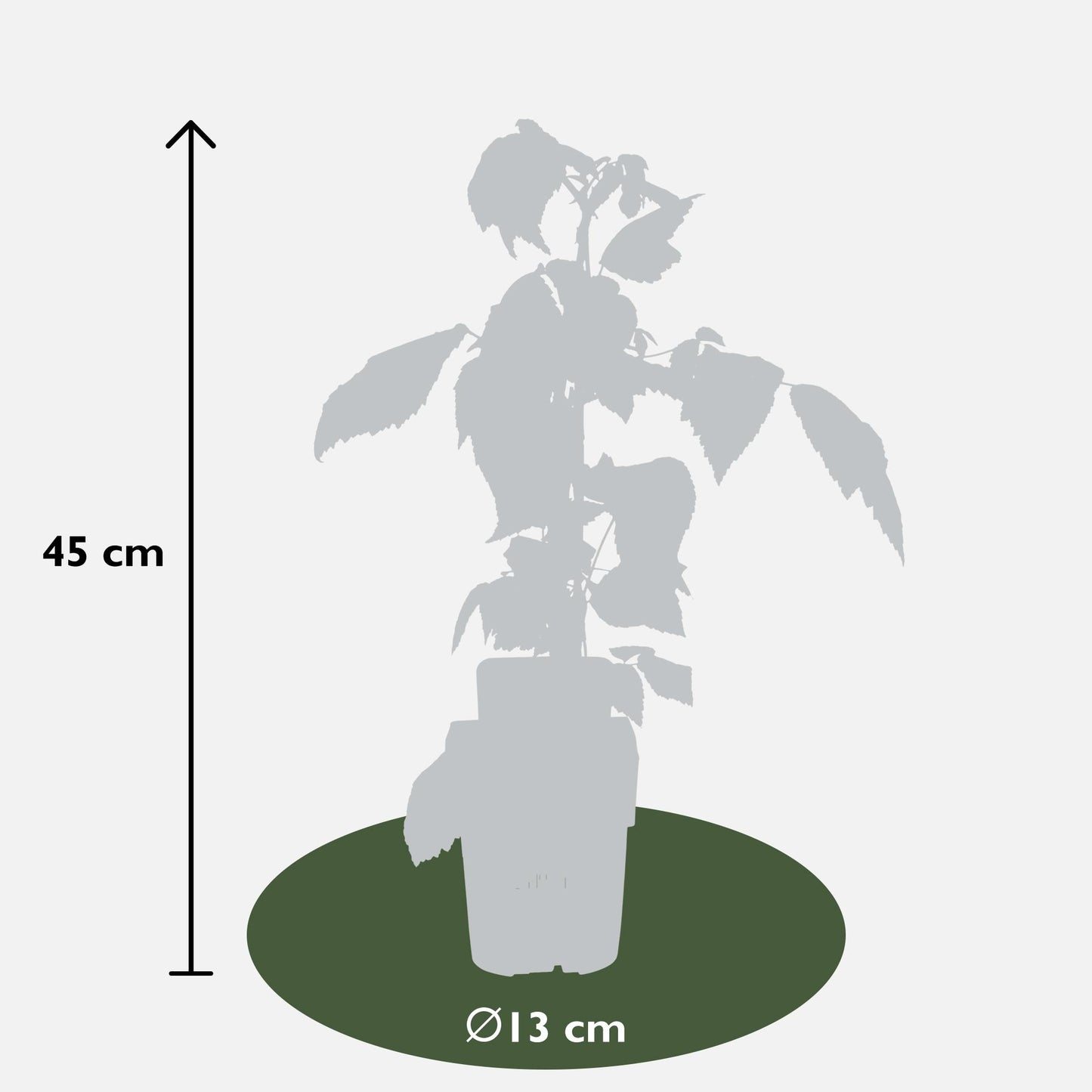 3x - Rubus id. Twotimer 'Sugana Red' - Pflanzfix24